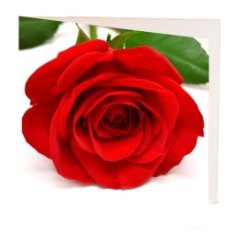 Pack of 10 elegant gift cards featuring a single red rose, perfect for expressing love and appreciation on special occasions.