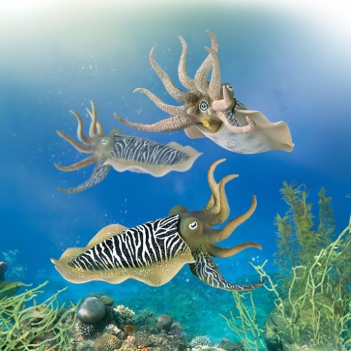 Figurine - CollectA Common Cuttlefish