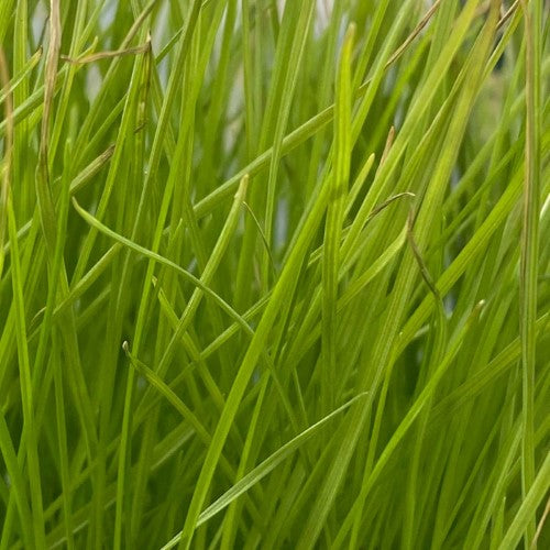 LAWN SEED - Burnet's GREEN SUPREME UNCOATED (1kg)