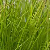 LAWN SEED - Burnet's GREEN SUPREME UNCOATED (1kg)