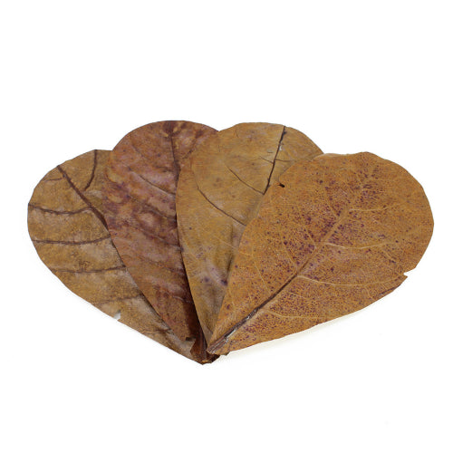 Aquatic Conditioner Catappa Leaves - Medium