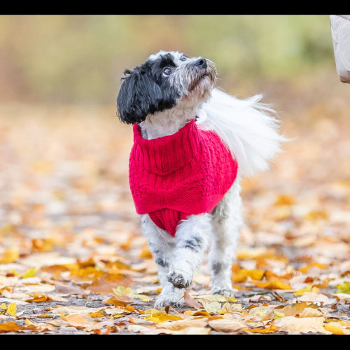 Dog Clothing Norwood Pullover M: 50cm Red
