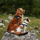 Dog Harness Ezydog Express Harness S Pink