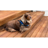 Dog Harness Ezydog PersonalisEzydog Label