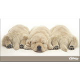 Kleenex Tissues White Box 250pack (SMARTFOX)