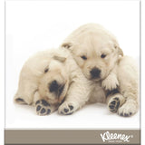Kleenex Tissues White Box 250pack