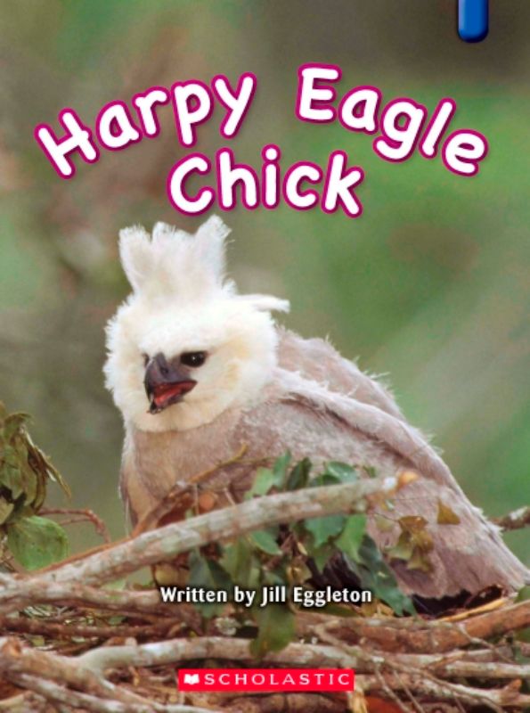 Key Links Blue 21: Harpy Eagle Chick