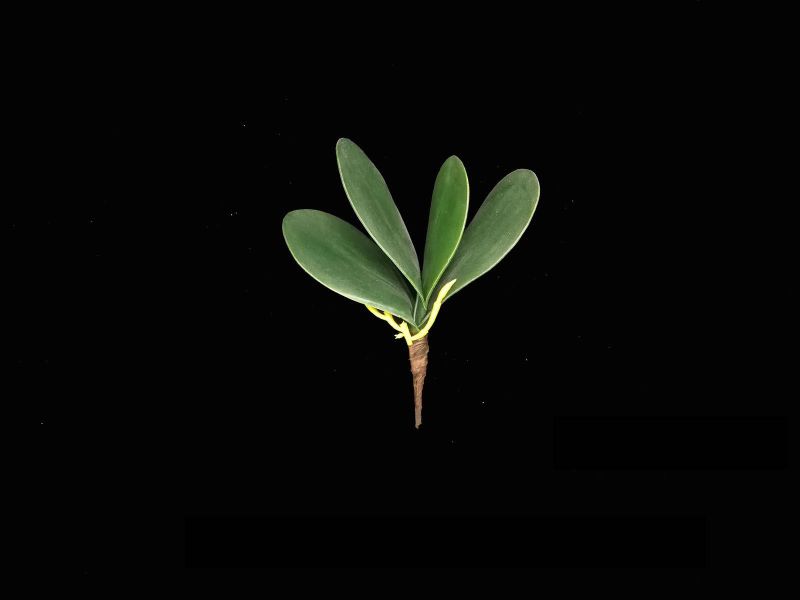 Artificial Orchid Leaf - Small (Green)