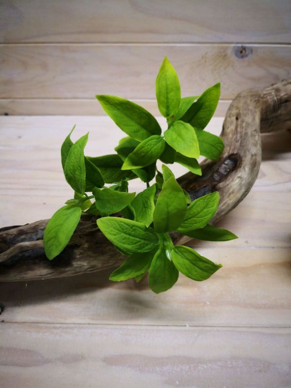 Mint Leaf Spray (Green)