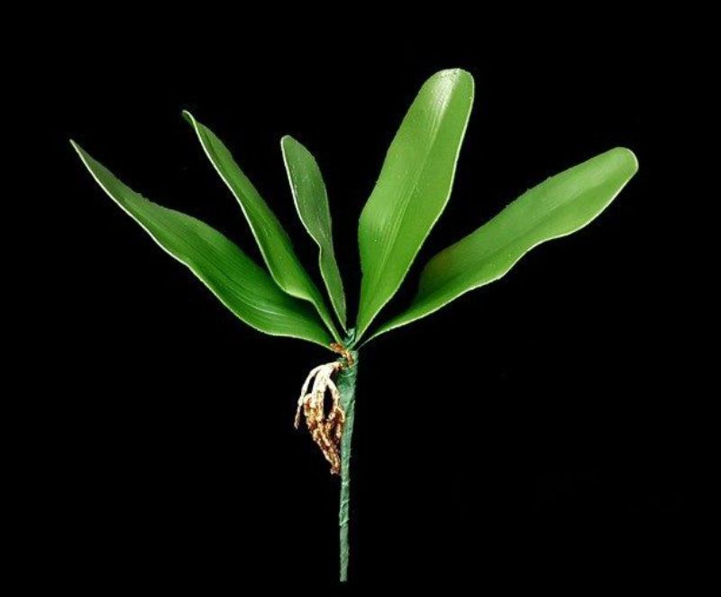 Artificial Orchid Leaf (Large)
