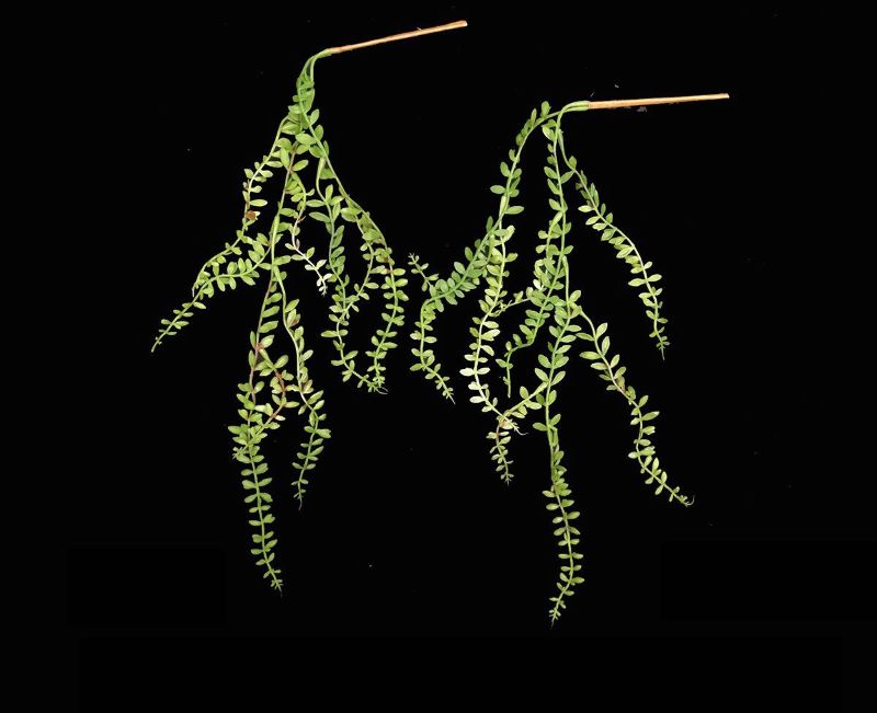 Artificial String Of Pearls (Small)