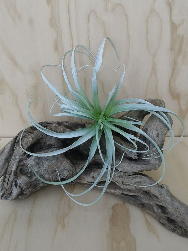 Artificial Talancia - Large (Green)